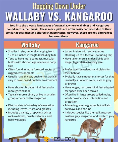 What Is The Difference In A Wallaby And A Kangaroo at Rebecca Guay blog