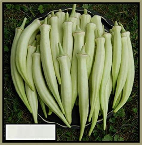 SEDRO ® AFC-924-Heirloom F1 Hybrid variety White okra Seeds Seed Price ...