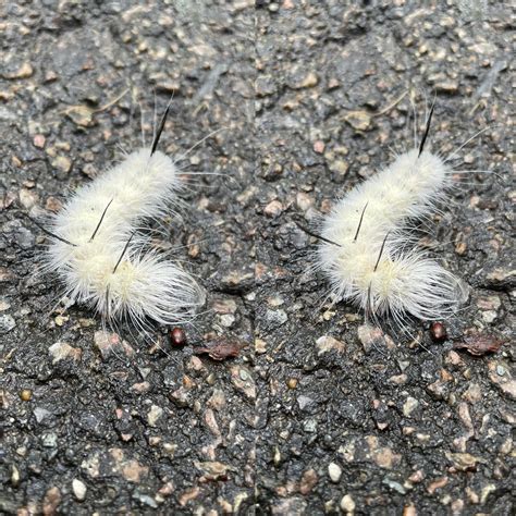 Fuzzy white caterpillar with long black spines. Really screams “don’t ...