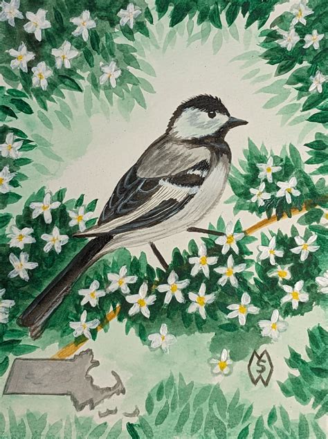 ArtStation - Massachusetts state bird and flower, the chickadee and ...