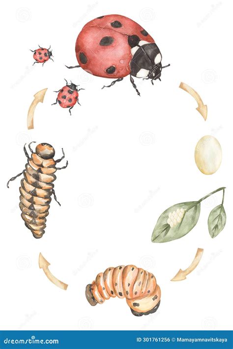 Ladybug Life Cycle Clipart, Watercolor Insect Life Cycle Poster, Beetle ...