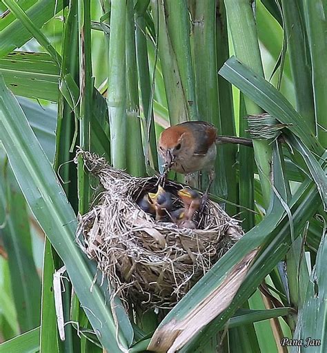 Image result for Brooding Parrot