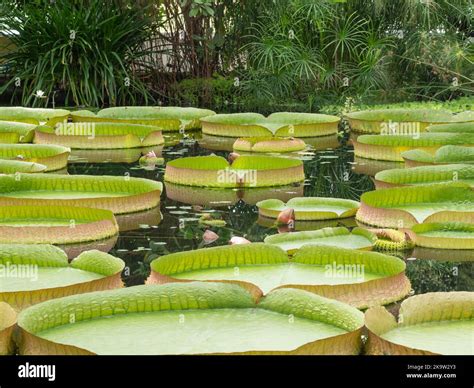 Victoria amazonica nymphaea victoria hi-res stock photography and ...