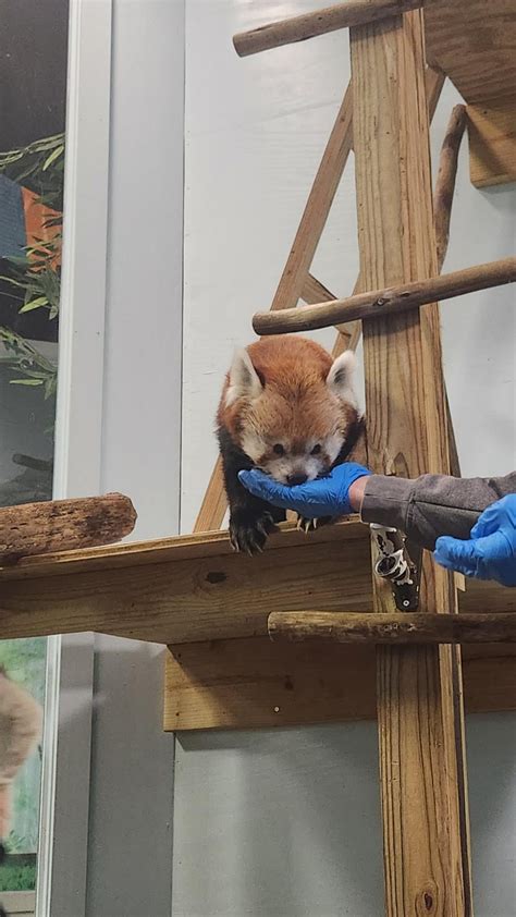 we fed red pandas at the Oglebay Good Zoo! : r/redpandas