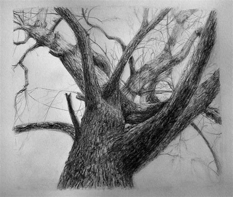 Tree Drawing Shading 的图像结果