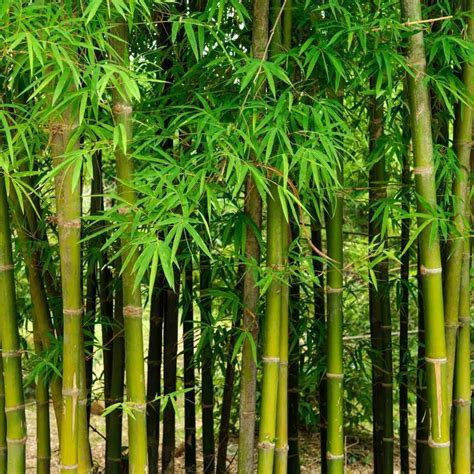 Bamboo Grass Plant