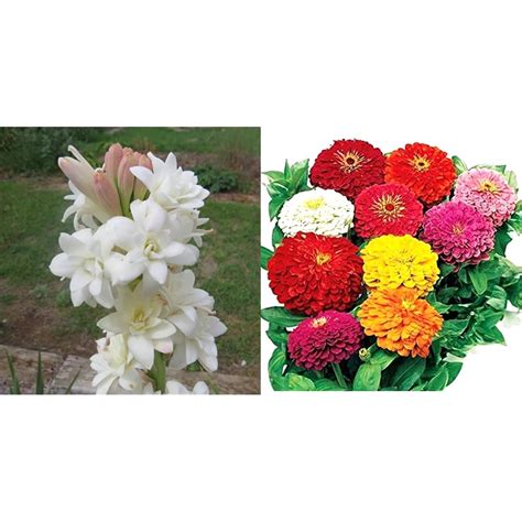 Kraft Seeds Rajnighandha or Tuberose Flower Bulbs (White, Pack of 8 ...