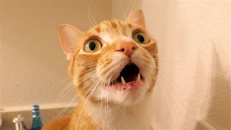 Image result for Bug Compilation