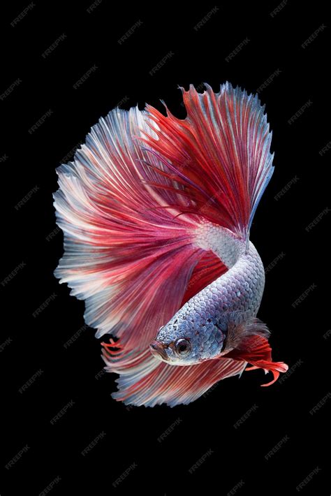 Betta Fish Flaring