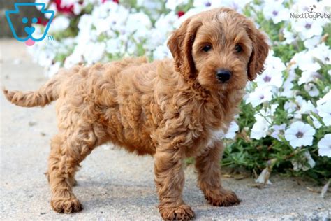 Image result for Cheap Cockapoo