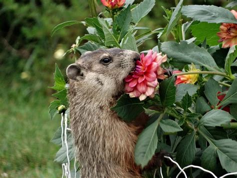 What Does A Woodchuck Eat