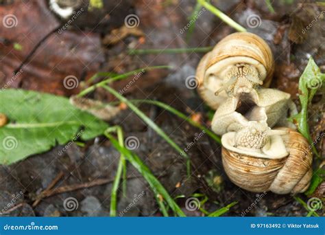 Mating of Two Snails. Reproduction of Snails in Nature. Wildlife. Stock Photo - Image of meadow ...