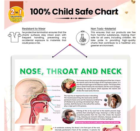 NOSE, THROAT AND NECK CHART | Exploring the Upper Respiratory System ...