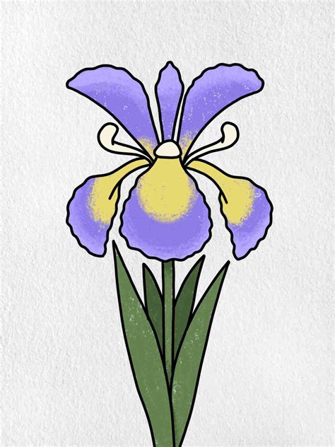 How to Draw an Iris Flower - HelloArtsy