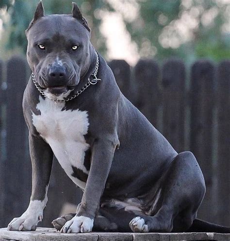 Dogo Argentino Mix Pitbull - PET and YOU
