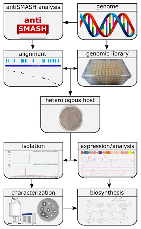 Targeted Genome Mining—From Compound Discovery to Biosynthetic Pathway ...
