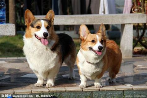 两种柯基犬的区别图 三色柯基和两色柯基的区别_柯基犬 - 养宠客