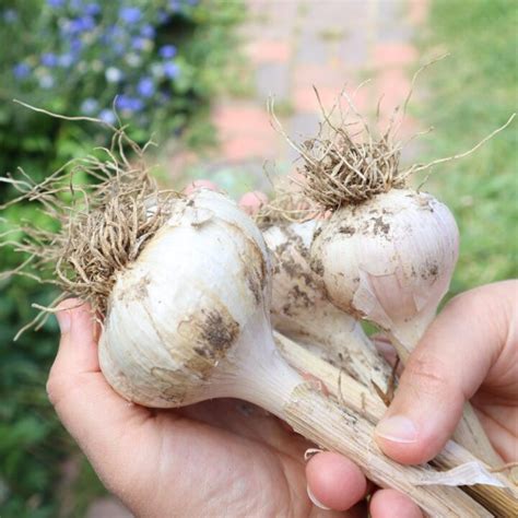 Image result for Planting Spring Garlic