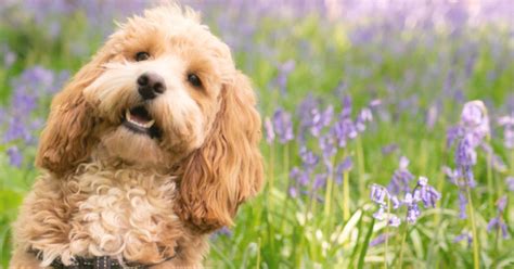 Image result for Cockapoo Problems