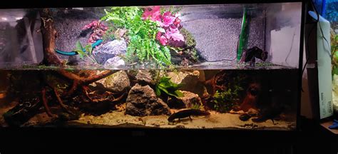 Aquarium Setup For Axolotl at Barbara Feagin blog