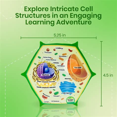 3d Labeled Plant Cell