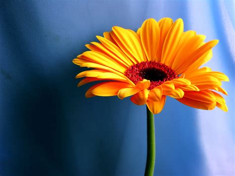 Image result for Bulb On and Off Iamge JavaScript