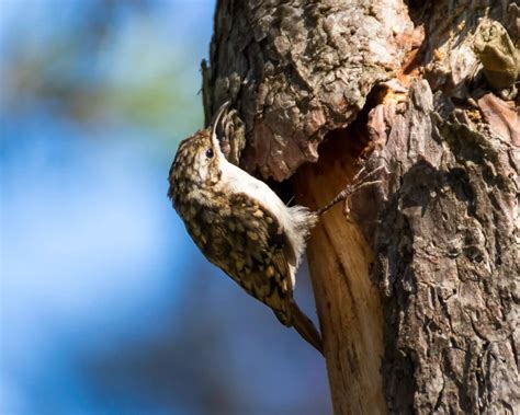 Tree Creeper vs Future Predator 的图像结果