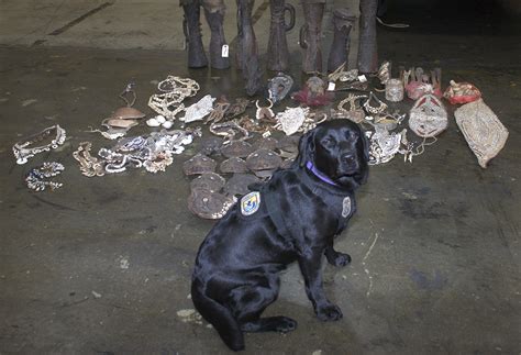 K-9 Lockett with seized artifacts | FWS.gov