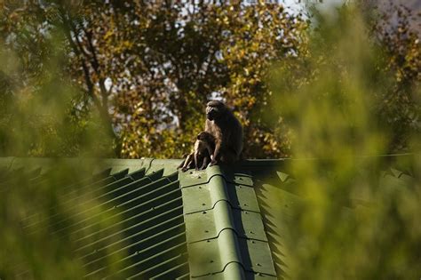 Image result for Why Baboons Attack Humans