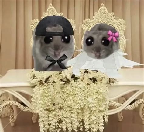 A gallery of the best sad hamster meme videos and GIFs