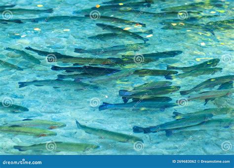 Fishes In Clean Blue Water. Fish Spa Aquarium. Doctor Fish In Glass Fishtank. South Asia ...