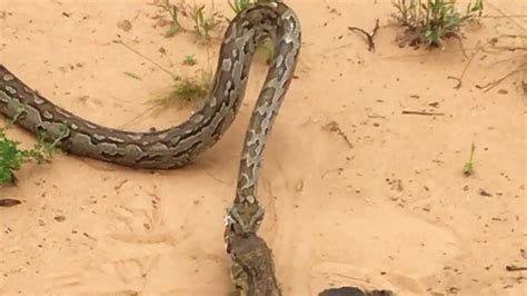 Image result for Giant Python Catching Prey