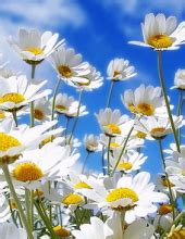 Thomas H. Adams - 2019 - Clark-Kirkland-Barr Funeral Home