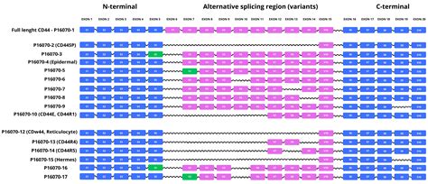 CD44 as a Central Integrator of Inflammation and Fibrosis: From ...