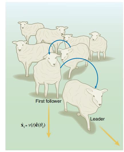 什么是羊群效应 羊群行为的原因_农业知识 - 农业站