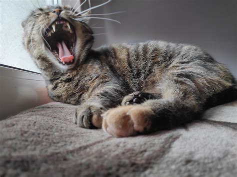 cursed_yawn : r/cursed_cats