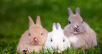 Image result for Three Bunnies