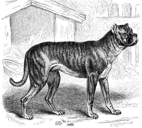 Image result for Extinct Dogs