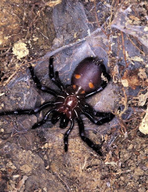 澳洲十大毒蜘蛛(2)__澳洲新快网