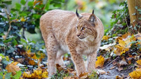 Download wallpaper 3840x2160 lynx, big cat, predator, brown, wild 4k ...