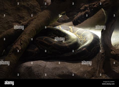 Image result for Zoo Burmese Python Snake