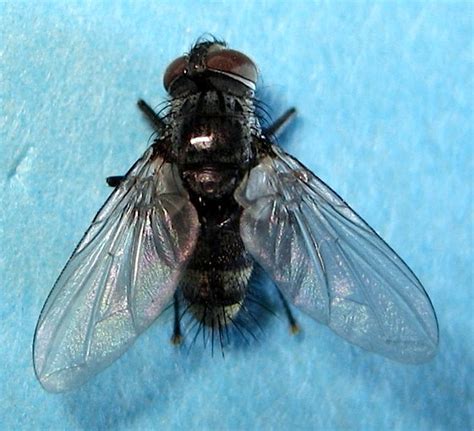 parasitoid 的图像结果