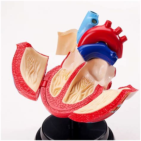 Image result for Computer Human Heart Model