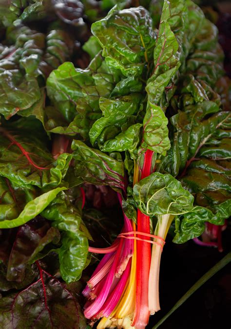 Organic Swiss Chard - Rainbow Mix - Premier Seeds Direct