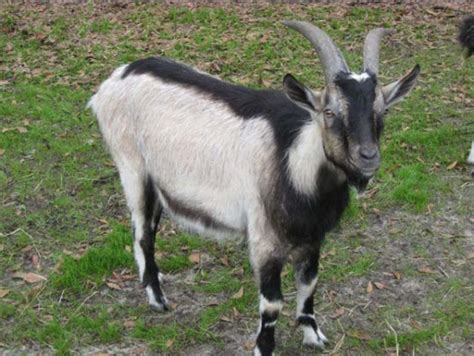 4 Popular Goat Breeds that will make your dairy goat farm successful ...