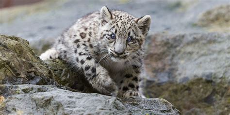 Snow Leopard Animal Wallpaper 1K+ Snow Leopard Pictures | Download