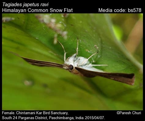 Tagiades japetus | Butterfly