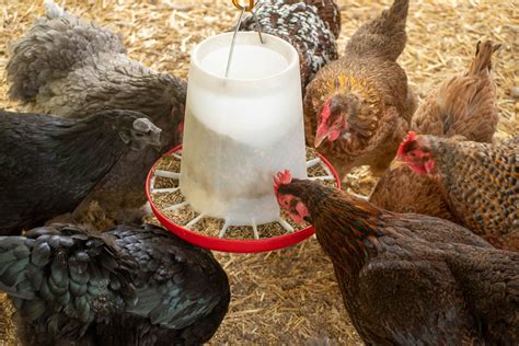 How to Feed Chickens Naturally - The Pioneer Chicks