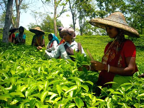 Prolonged dry spell pushes tea industry towards crisis