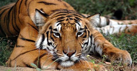 India’s first snow tigers seen in Arunachal Pradesh’s Dibang Valley and ...